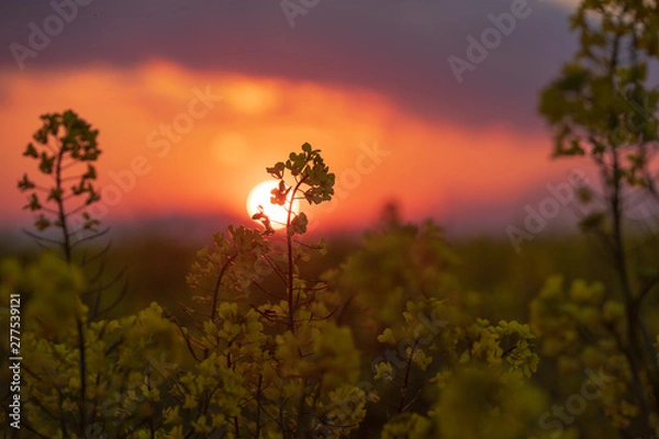 Obraz 菜の花と夕景