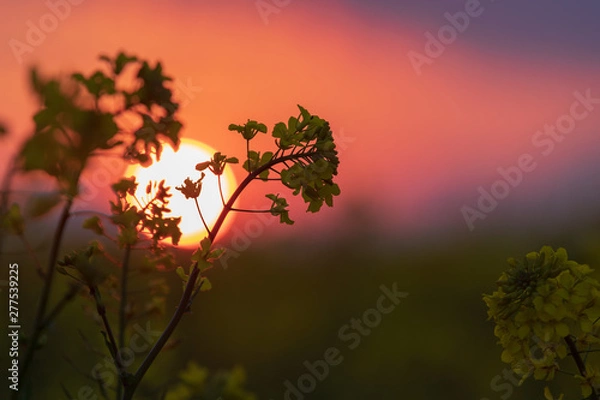 Fototapeta 菜の花と夕景