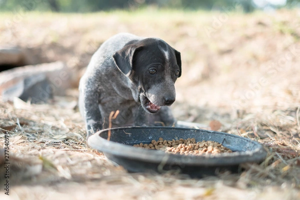 Fototapeta Stray dogs eating food in plastic trays placed on grass.