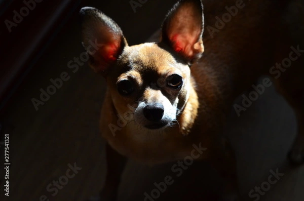Fototapeta close up portrait of cute chihuahua in the dark shadow