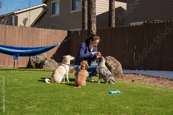 Fototapeta Three well behaved dogs doing tricks and waiting for treats. Chiweenie is shaking while the Australian Shepherd and Basenji Mix wait. Wide angle.
