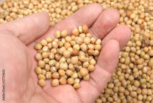 Fototapeta Adzuki beans