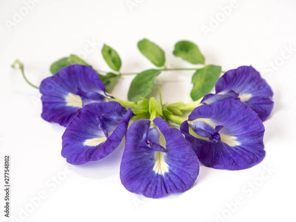 Obraz Butterfly pea or blue pea on white background. Butterfly pea is a herbals, used for many purposes such as flowers boiling in water and drink for quench thirst.