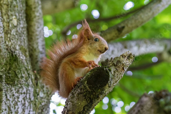 Fototapeta red squirrel sitting on the branches