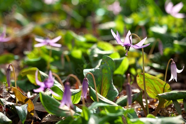 Fototapeta カタクリ