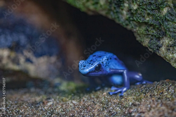 Obraz blue frog