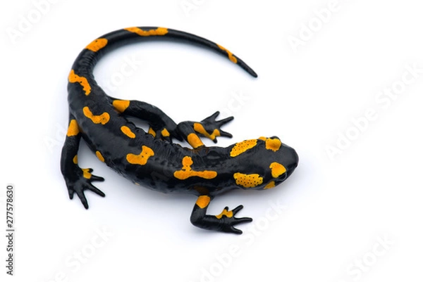 Obraz The fire salamander isolated on white background