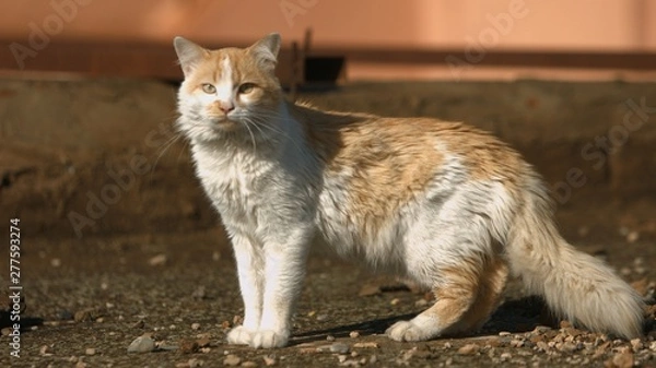 Obraz Cat on the roof of the house in Marrakesh, Morocco.
