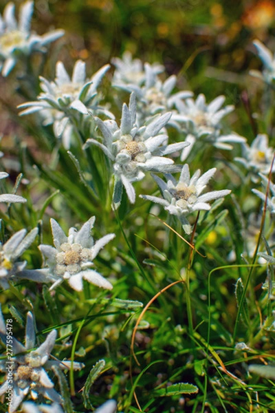Fototapeta Beautiful edelweiss(Leontopodium nivale) flowers from the path from Beklemeto to Kozya Stena, Troyan Balkan, Bulgaria