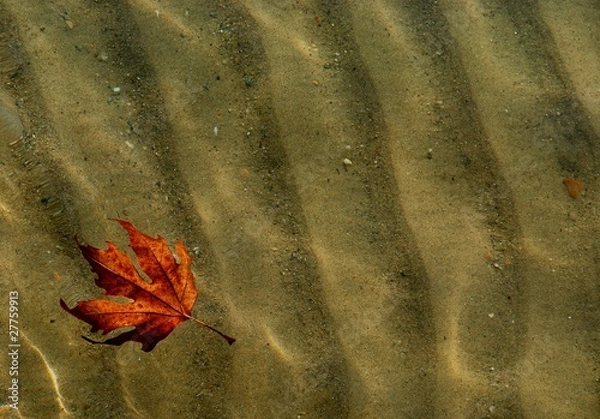 Obraz Denizde yaprak