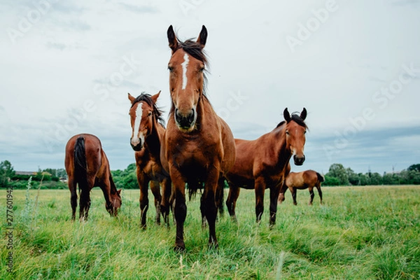 Obraz Group of wild free running brown horses on a meadow