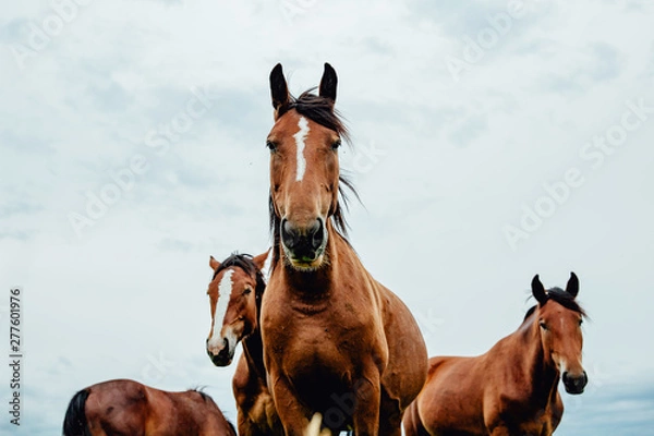 Obraz Group of wild free running brown horses on a meadow