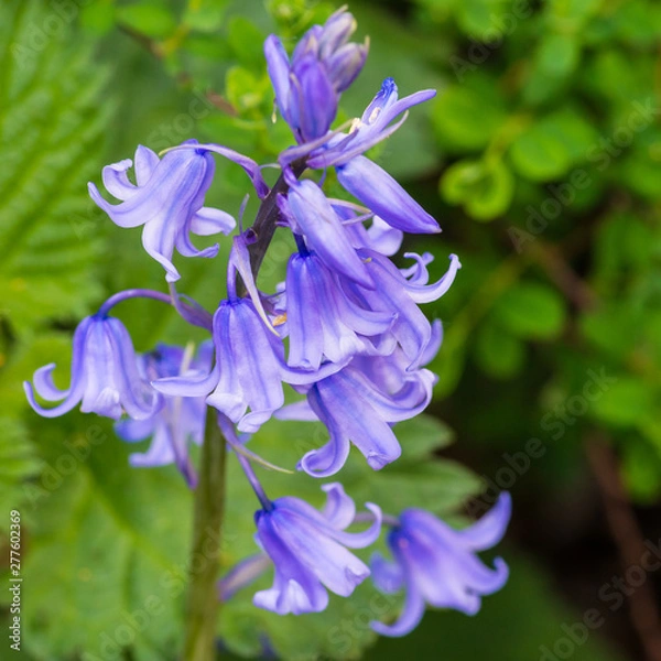 Fototapeta Bluebells