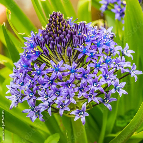 Fototapeta Scilla  Peruviana
