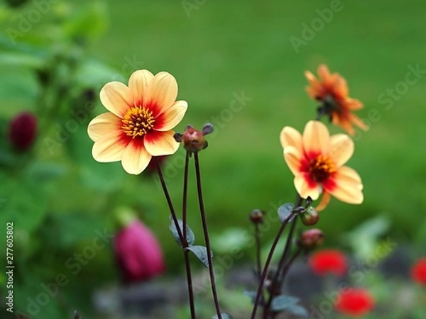 Fototapeta ダリアの花