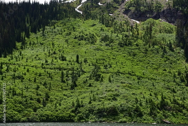 Fototapeta Green Mountain Dramatic Large Trees Park  Spring