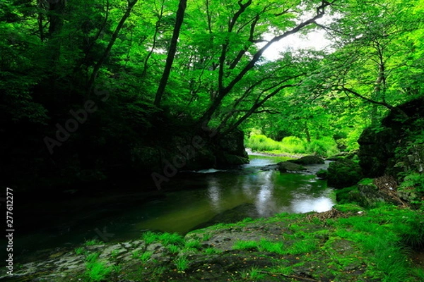 Obraz 夏の小黒滝