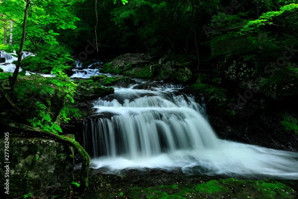 Fototapeta 夏の小黒滝