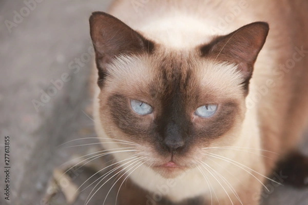Fototapeta siamese cat