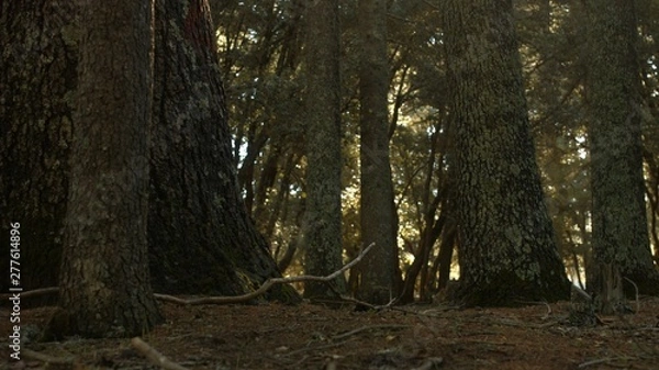 Obraz Azrou forest in morocca atlas