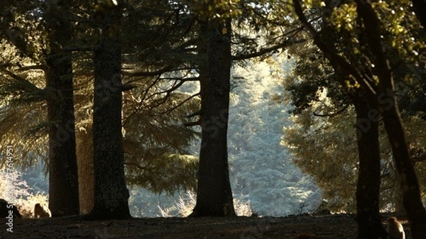 Obraz Azrou forest in morocca atlas