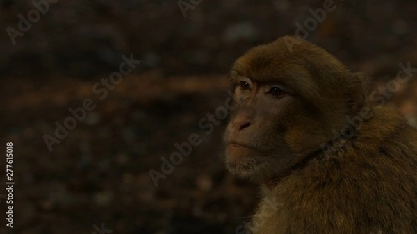 Obraz Macaque monkey in Azrou forest, Moroccan atlas
