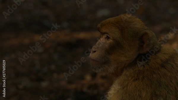 Obraz Macaque monkey in Azrou forest, Moroccan atlas