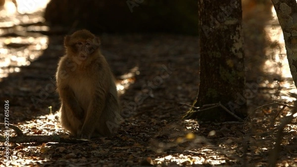 Obraz Macaque monkey in Azrou forest, Moroccan atlas