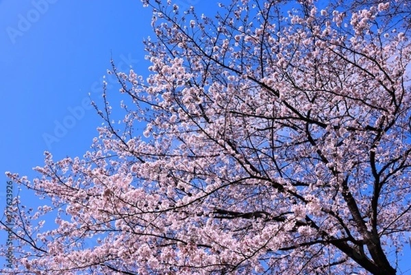 Fototapeta 恩田川の桜