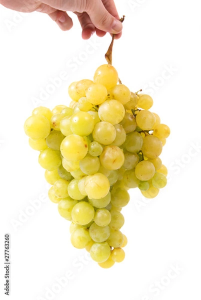 Obraz Hand holding bunch of grapes