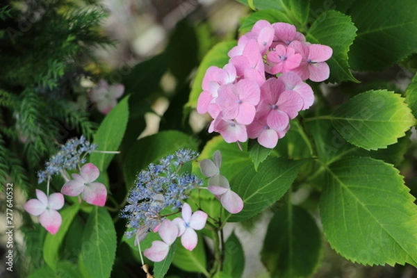 Fototapeta アジサイ