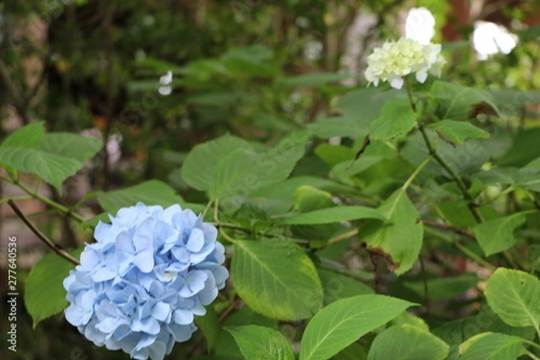 Fototapeta アジサイ