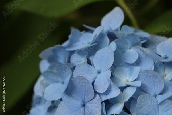 Fototapeta アジサイ