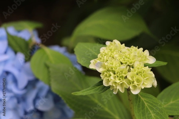 Fototapeta アジサイ