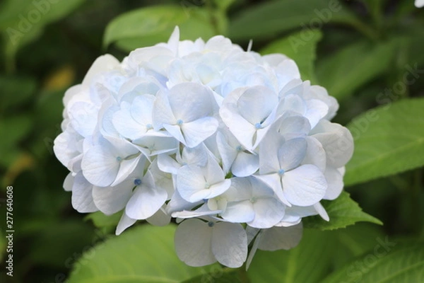 Fototapeta アジサイ