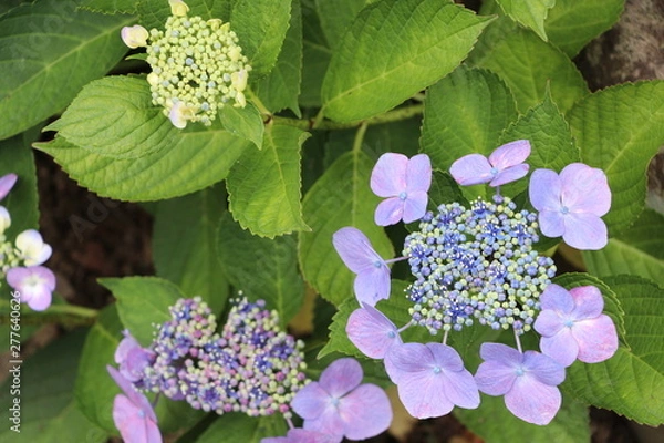 Fototapeta アジサイ