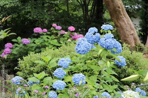 Fototapeta アジサイ