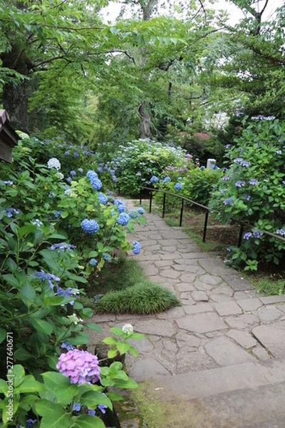 Fototapeta アジサイ