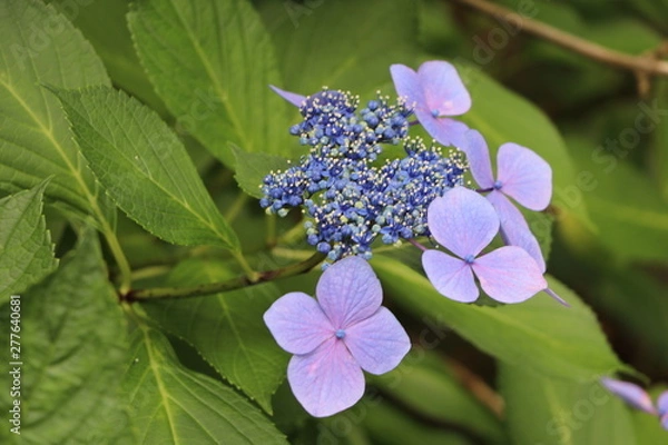 Fototapeta アジサイ