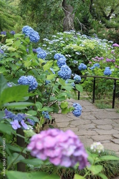 Fototapeta アジサイ