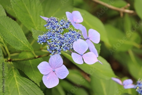 Fototapeta アジサイ
