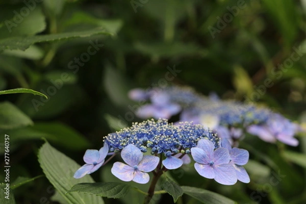 Fototapeta アジサイ