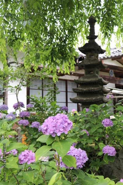 Fototapeta アジサイ