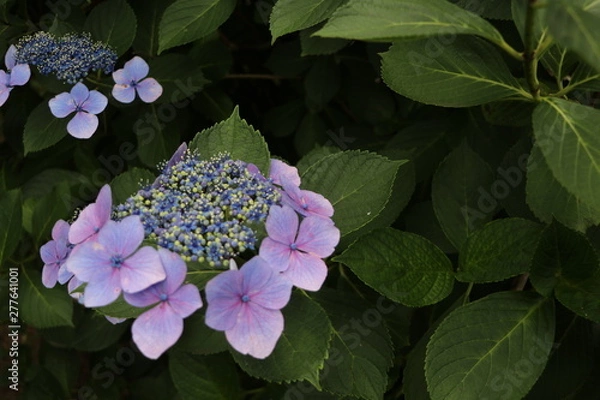 Fototapeta アジサイ