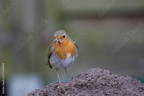 Fototapeta Rotkehlchen 2