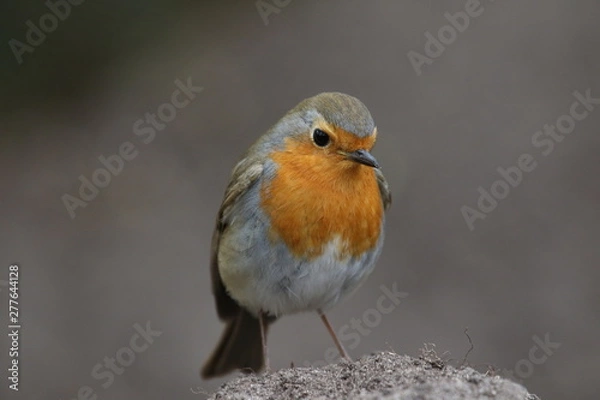 Fototapeta Rotkehlchen 1