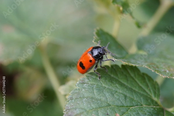 Obraz Ameisensackkäfer