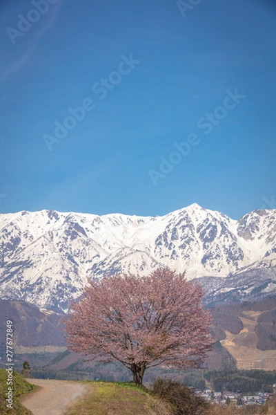 Fototapeta 長野県 野平の一本桜