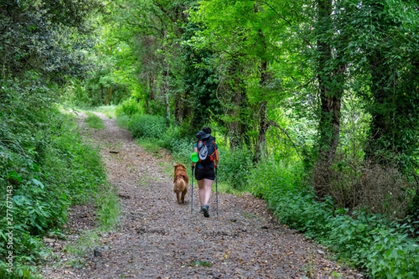 Obraz A day of treeking with dog in Collsacabra.