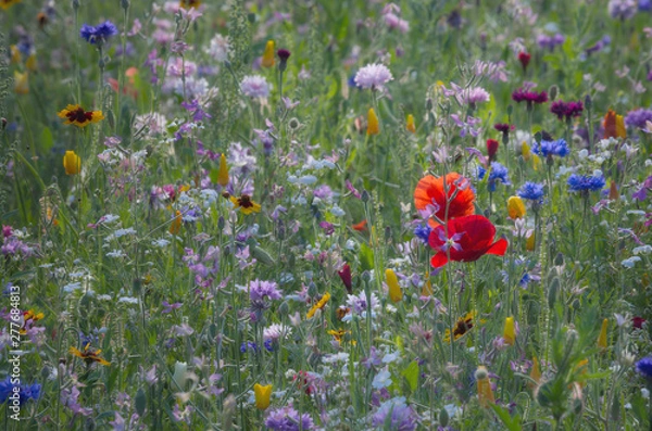 Fototapeta Zapach łąki